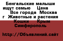 Бенгальские малыши ищут семью) › Цена ­ 5 500 - Все города, Москва г. Животные и растения » Кошки   . Крым,Симферополь